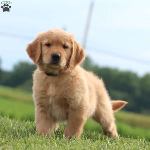 Celcius, Golden Retriever Puppy