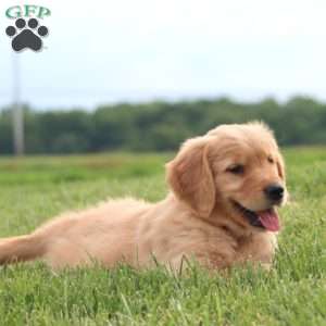 Celcius, Golden Retriever Puppy
