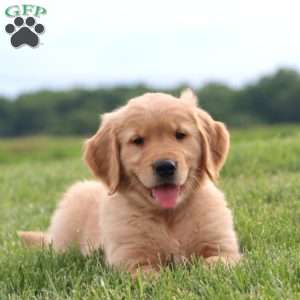 Celcius, Golden Retriever Puppy