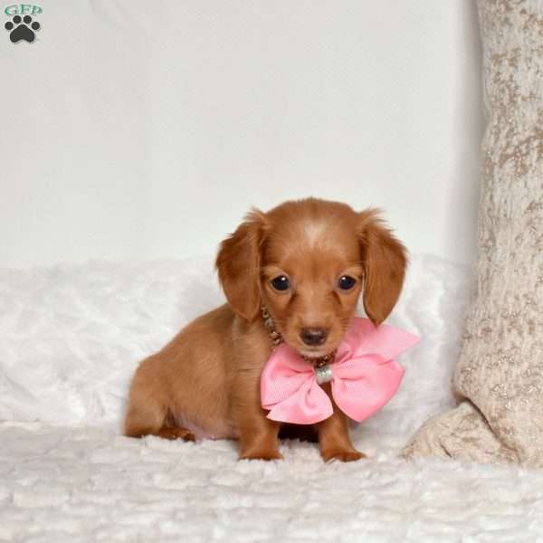 Celsie, Dachshund Puppy