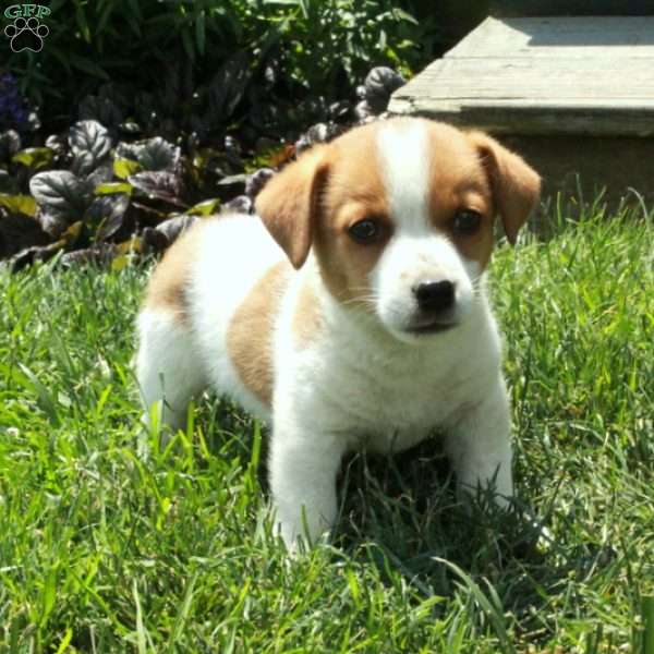Chance, Jack Russell Terrier Puppy