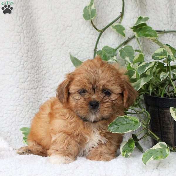 Chance, Shih Tzu Puppy
