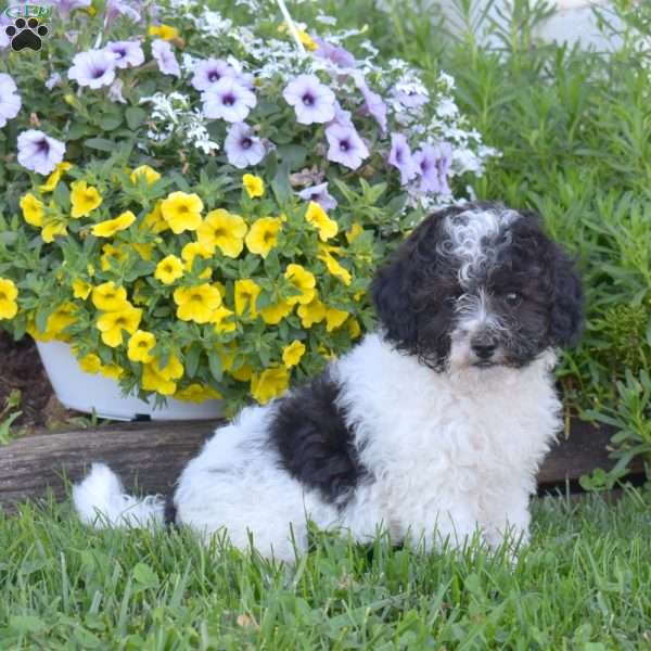 Chance, Miniature Poodle Puppy