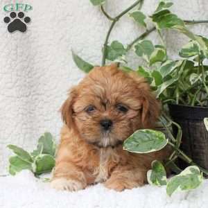 Chance, Shih Tzu Puppy