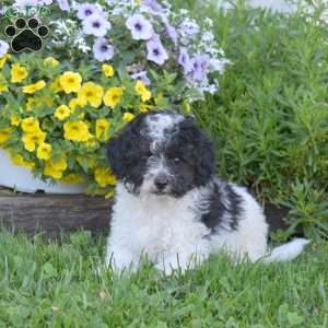 Chance, Miniature Poodle Puppy