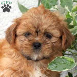 Chance, Shih Tzu Puppy