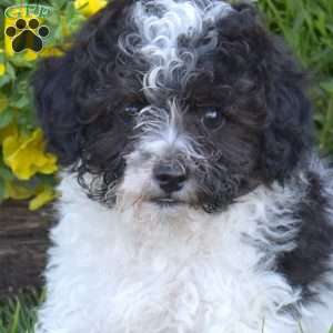 Chance, Miniature Poodle Puppy