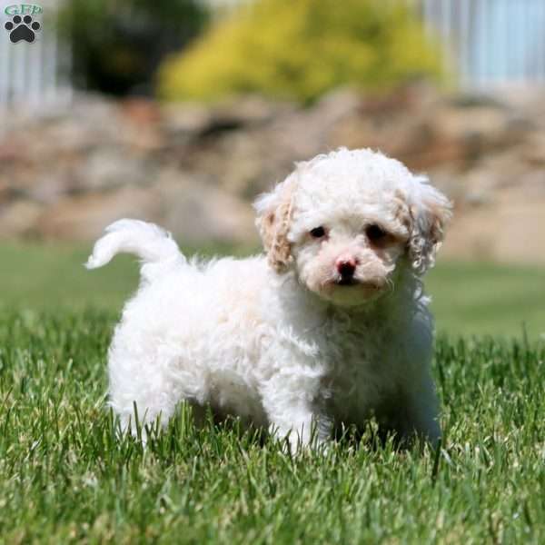 Charles, Cavapoo Puppy