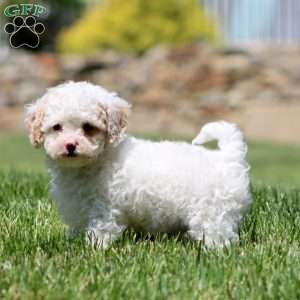 Charles, Cavapoo Puppy