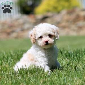 Charles, Cavapoo Puppy