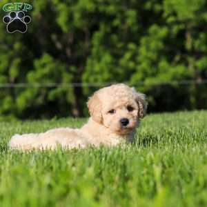 Charlie, Bich-Poo Puppy