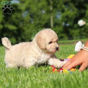 Charlie, Bich-Poo Puppy