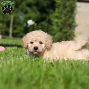 Charlie, Bich-Poo Puppy