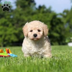 Charlie, Bich-Poo Puppy