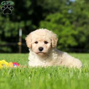 Charlie, Bich-Poo Puppy