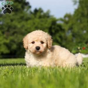 Charlie, Bich-Poo Puppy