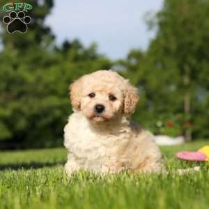 Charlie, Bich-Poo Puppy