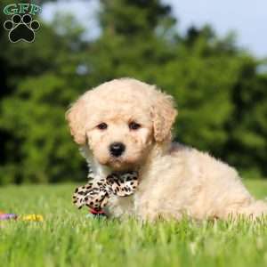Charlie, Bich-Poo Puppy