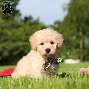 Charlie, Bich-Poo Puppy