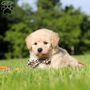 Charlie, Bich-Poo Puppy