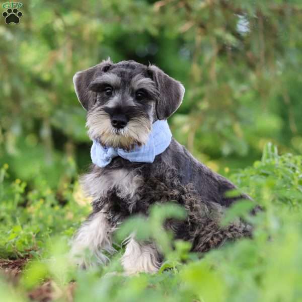 Charlie, Miniature Schnauzer Puppy
