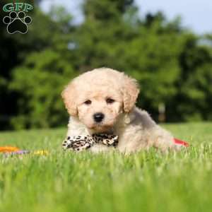Charlie, Bich-Poo Puppy