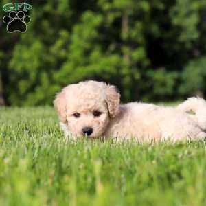Charlie, Bich-Poo Puppy