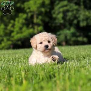 Charlie, Bich-Poo Puppy