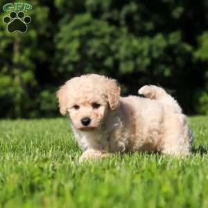 Charlie, Bich-Poo Puppy