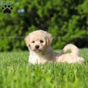 Charlie, Bich-Poo Puppy