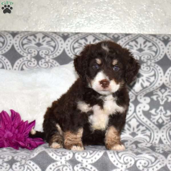 Charlie, Mini Bernedoodle Puppy