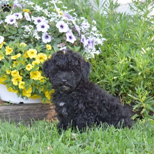 Charlie, Miniature Poodle Puppy