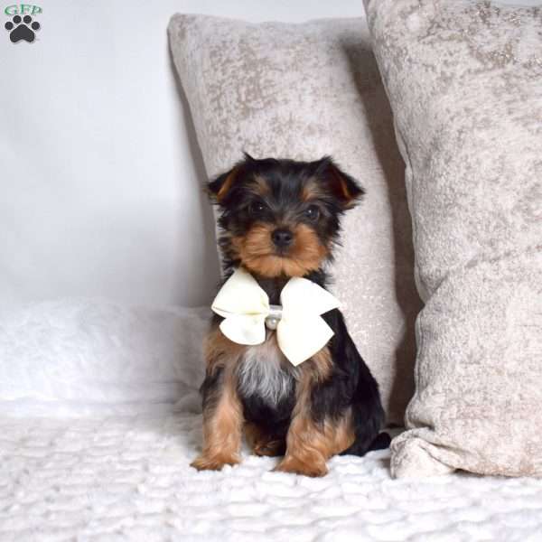 Charlie, Yorkie Puppy