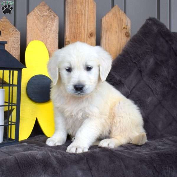 Charlie, English Cream Golden Retriever Puppy