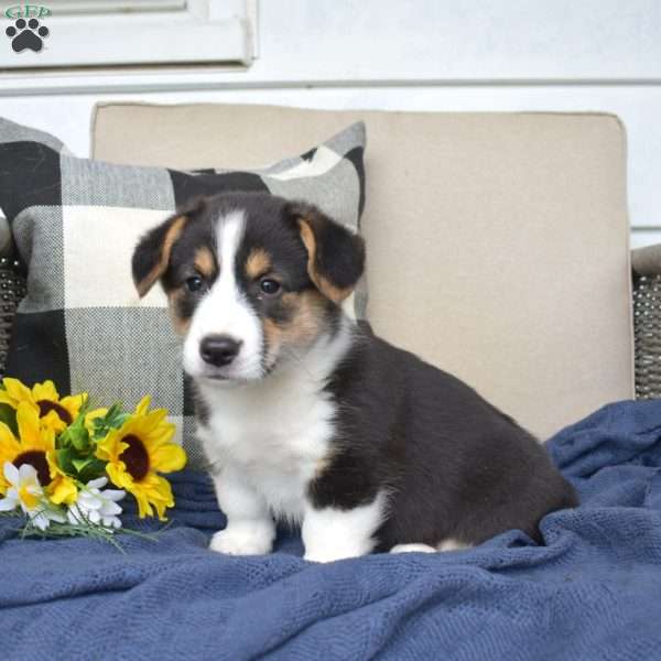 Charlie, Pembroke Welsh Corgi Puppy