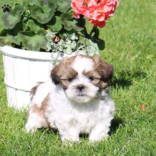 Charlie, Shih Tzu Puppy