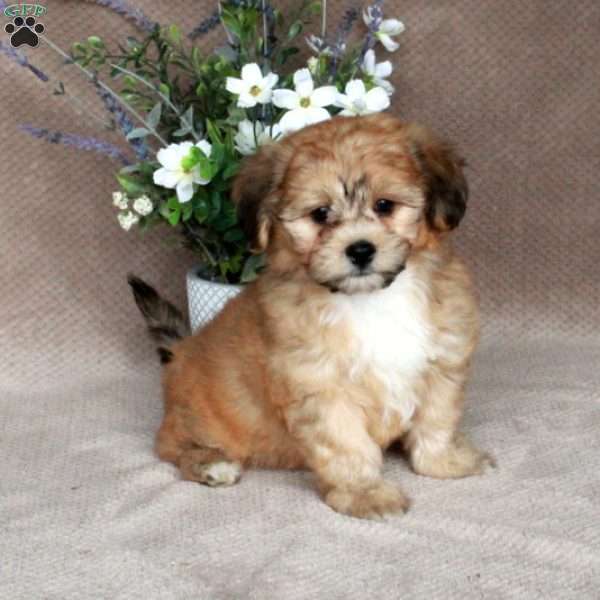 Charlie, Forever Puppy