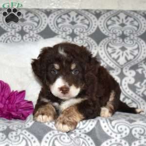 Charlie, Mini Bernedoodle Puppy