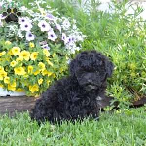 Charlie, Miniature Poodle Puppy