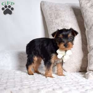 Charlie, Yorkie Puppy
