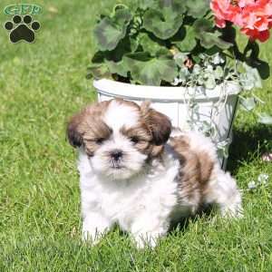 Charlie, Shih Tzu Puppy