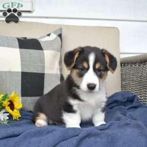 Charlie, Pembroke Welsh Corgi Puppy