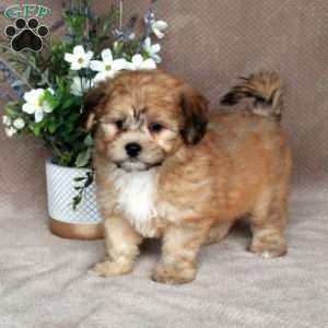 Charlie, Forever Puppy