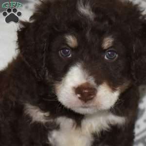 Charlie, Mini Bernedoodle Puppy