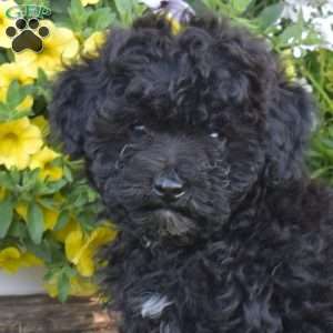Charlie, Miniature Poodle Puppy