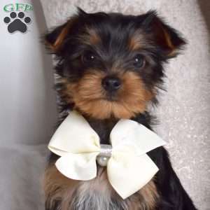 Charlie, Yorkie Puppy