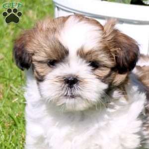 Charlie, Shih Tzu Puppy