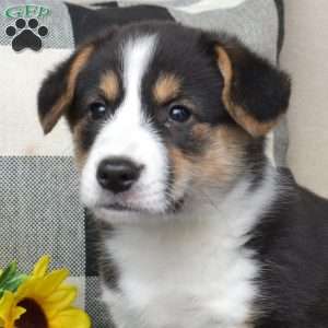 Charlie, Pembroke Welsh Corgi Puppy