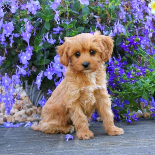 Charlie, Cavapoo Puppy