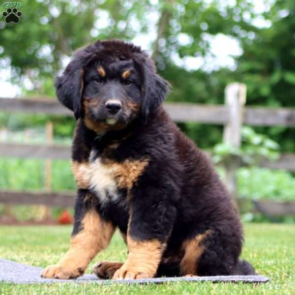 Charlie, Bernese Mountain Dog Mix Puppy
